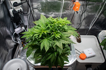 Growreport Bild 3