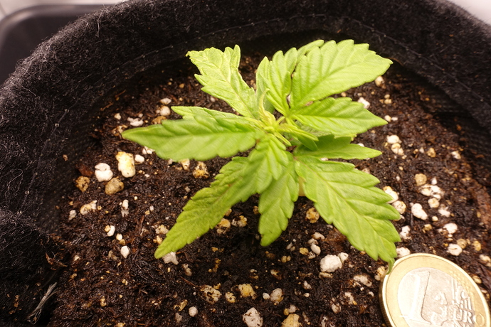Growreport Bild 8