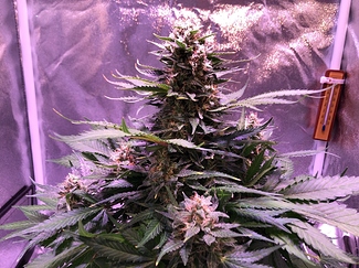 Growreport Bild 17