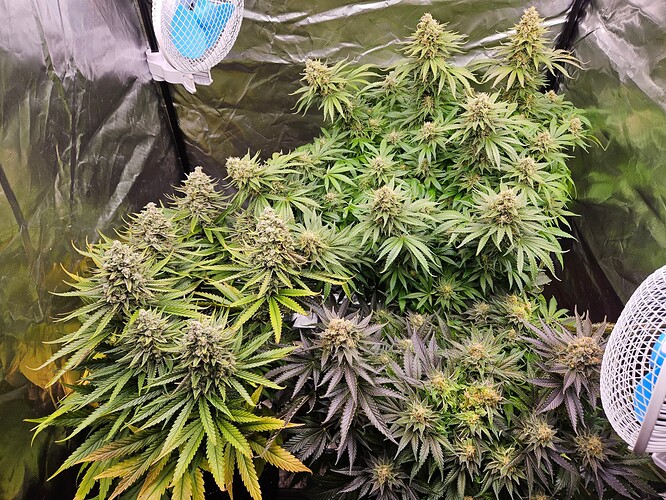Growreport Bild 47