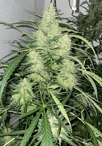 Growreport Bild 24