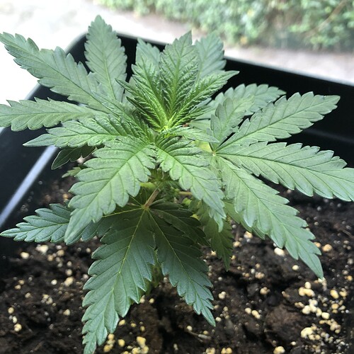 Growreport Bild 1