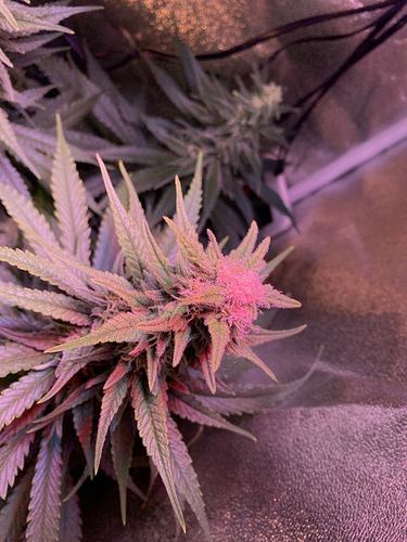 Growreport Bild 8