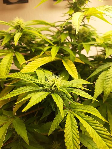 Growreport Bild 7