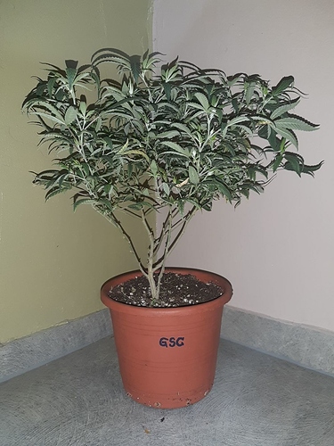 Growreport Bild 15