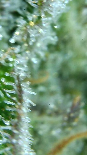Growreport Bild 35