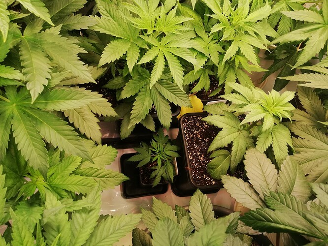 Growreport Bild 1