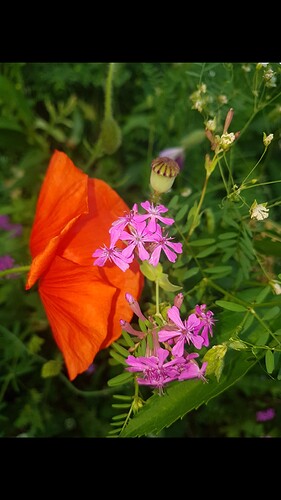 Screenshot_20220614-232408_Gallery