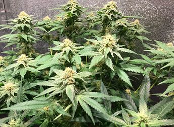 state_banana_og_kush.35days