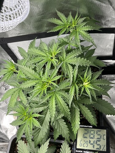 Growreport Bild 3