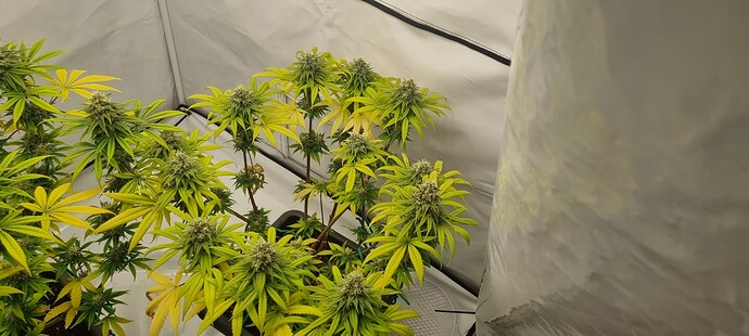 Growreport Bild 1