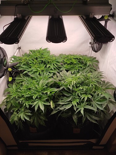 Growreport Bild 5