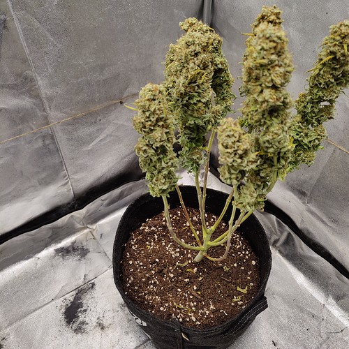 Growreport Bild 35