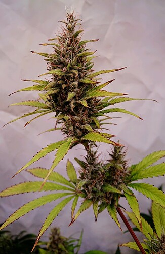 Growreport Bild 8