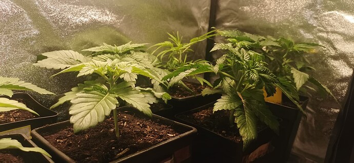 Growreport Bild 14