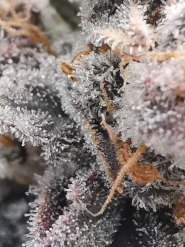 Growreport Bild 40