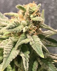bananakush_OG_bt48_bud