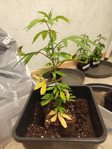 Growreport Bild 19