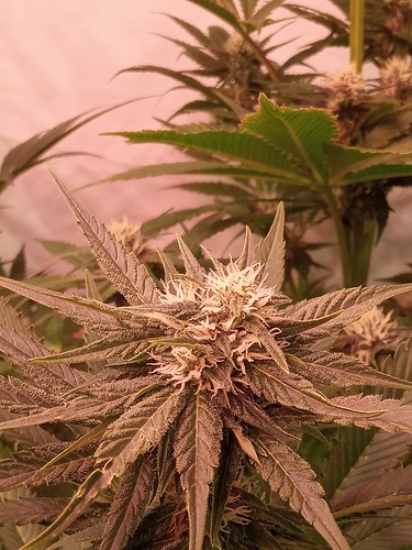 Growreport Bild 20