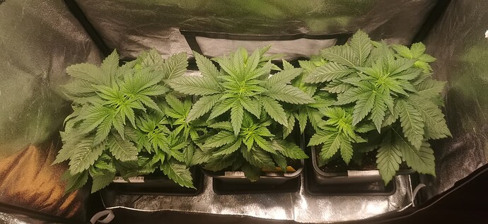 Growreport Bild 27