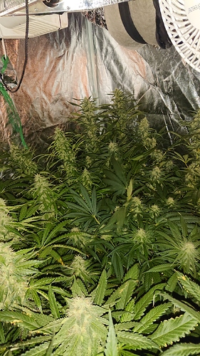 Growreport Bild 5