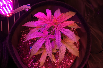Growreport Bild 51