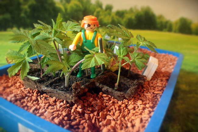 Growreport Bild 5
