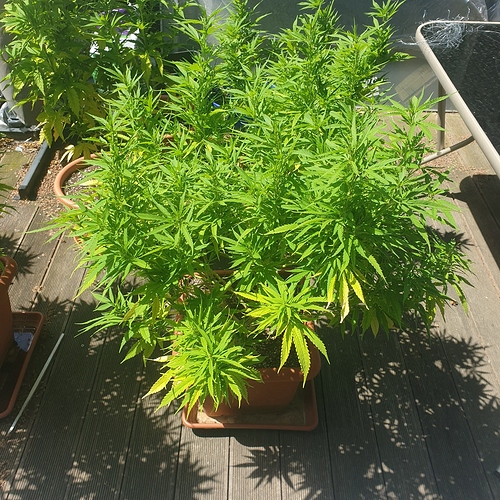 159385840878017205133502512463