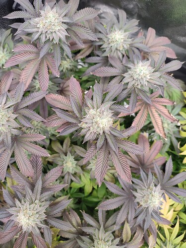 Growreport Bild 8