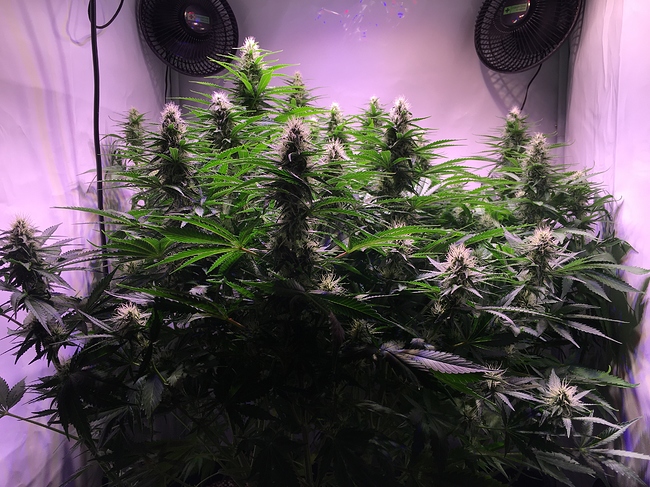 Growreport Bild 7