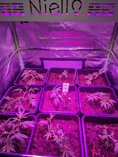 Growreport Bild 7