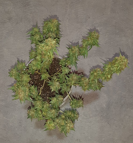 Growreport Bild 6