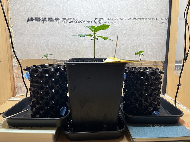 Growreport Bild 1