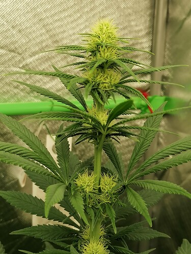 Growreport Bild 12