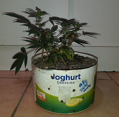 Growreport Bild 10