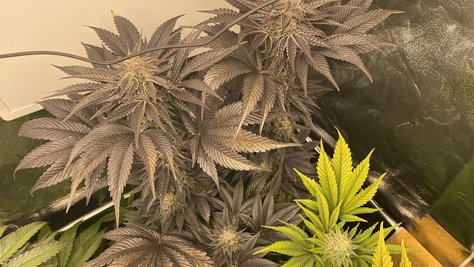 Growreport Bild 8