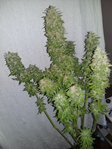 Growreport Bild 32