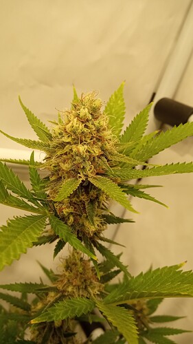 Growreport Bild 2