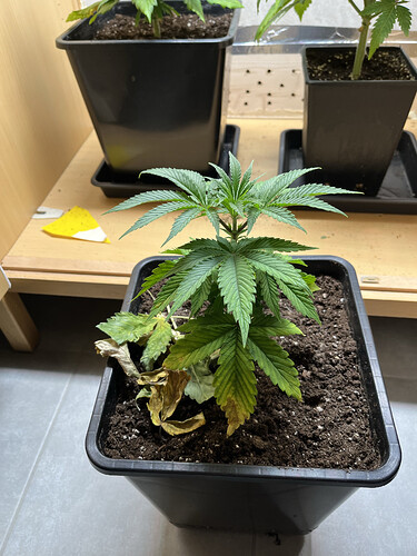 Growreport Bild 1