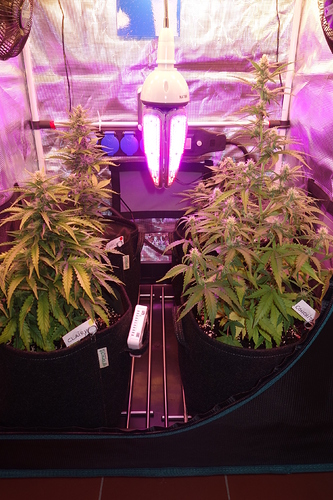 Growreport Bild 38