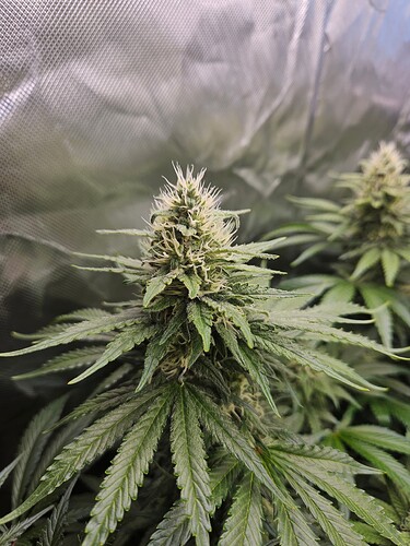 Growreport Bild 29