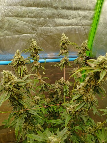 Growreport Bild 10