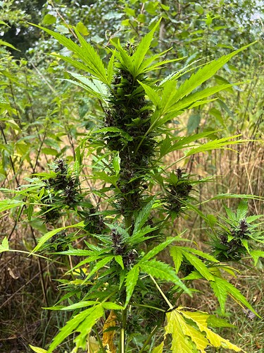 Growreport Bild 4