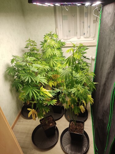 Growreport Bild 7