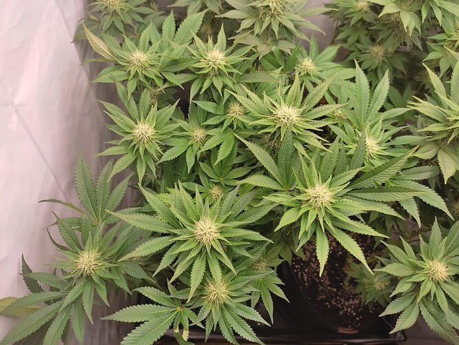 Growreport Bild 8