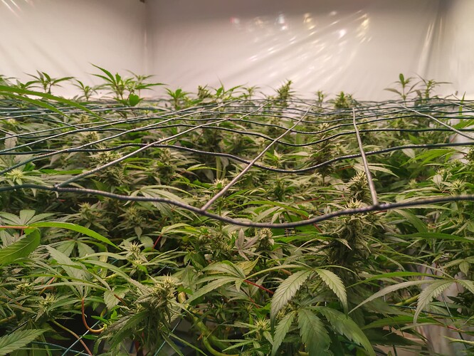 Growreport Bild 4