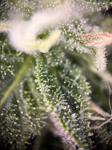 Growreport Bild 10