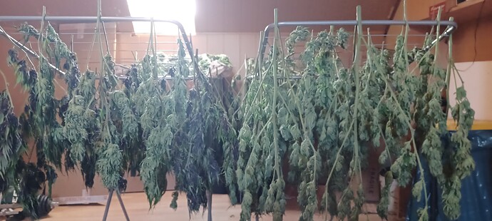 Outdoor-Guerilla-Grow (photoperiodisch) ☀️