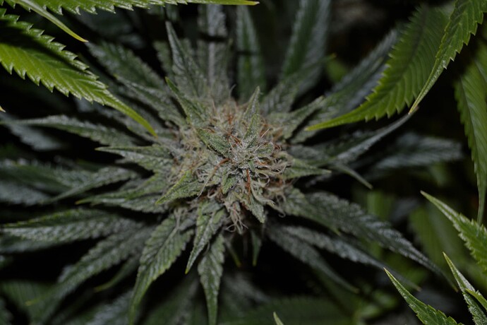 Growreport Bild 6