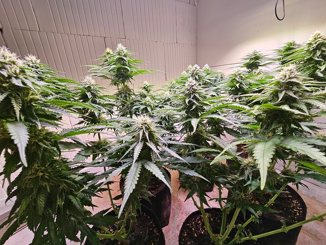 Growreport Bild 27